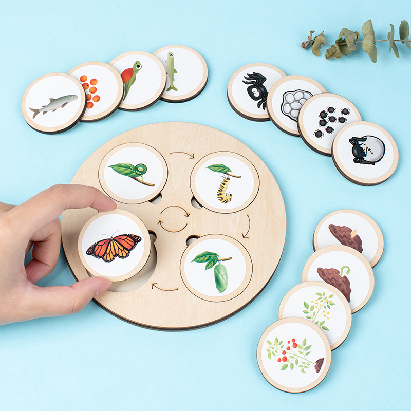 Tablica Cyklu Życia Zestaw Mon – Montessori Shelf Toy recenzja i cena